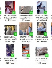 agϴ�Ժϼ���С��Ƶ+ѹե��¼��